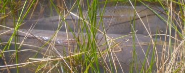 Spawning fish Spawning fish