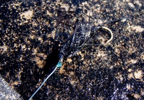 A black fly A black fly