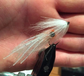 Schmidt Squid Schmidt Squid