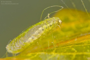 Case building caddis Case building caddis