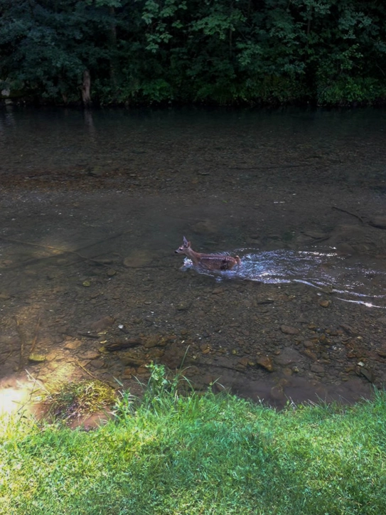 A deer in the river A deer in the river