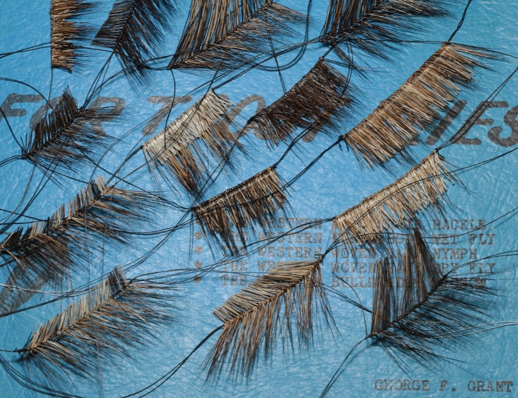 Grant hackles Grant hackles