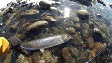 Video thumb for First day on the river