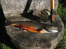 User submitted picture: Char (salvelinus alpinus)...