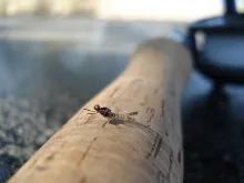 User submitted picture: Mayfly on gear