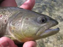 User submitted picture: Brown Trout 