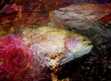 User submitted picture: This image is the result ...