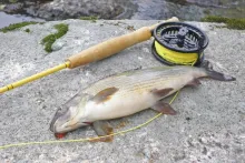 User submitted picture: Grayling from The Gimrive...