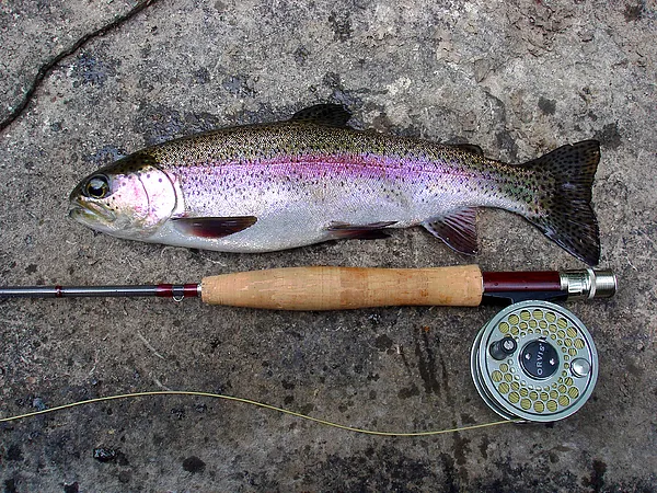 User submitted picture: Fat bow taken in eastern ...