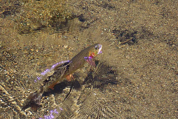User submitted picture: Wild Cutthroat Trout...  ...