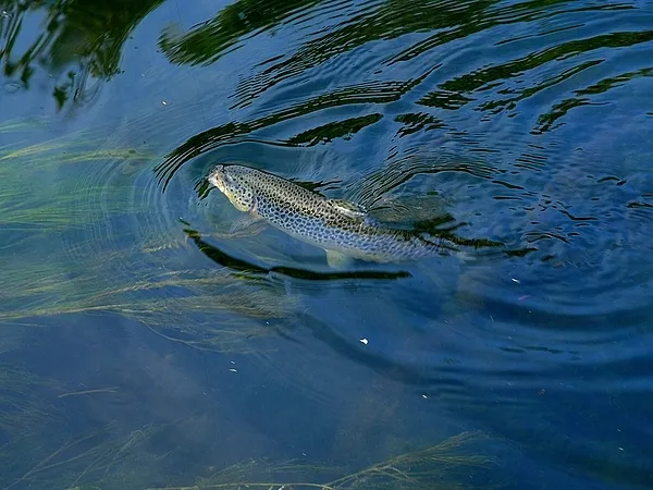 User submitted picture: An unusual brown trout