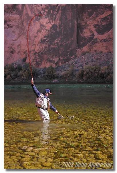 User submitted picture: Landing a rainbow trout i...
