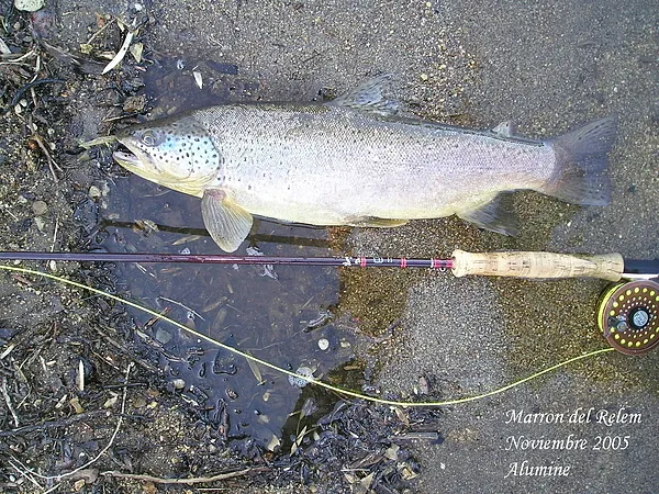 User submitted picture: Brown trout fished in the...