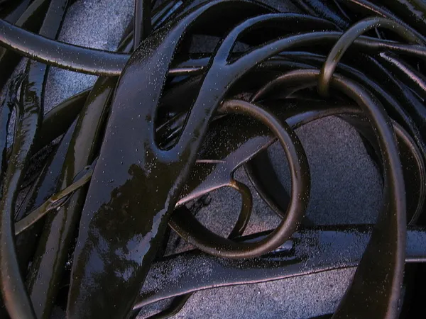 User submitted picture: sea-weed up close!