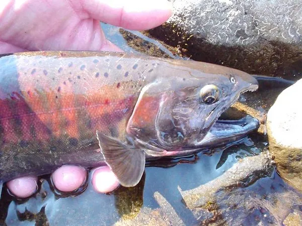 User submitted picture: Yamame Trout. Angler Saka...