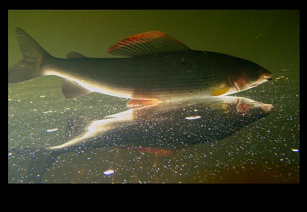 User submitted picture: ...in the mirror