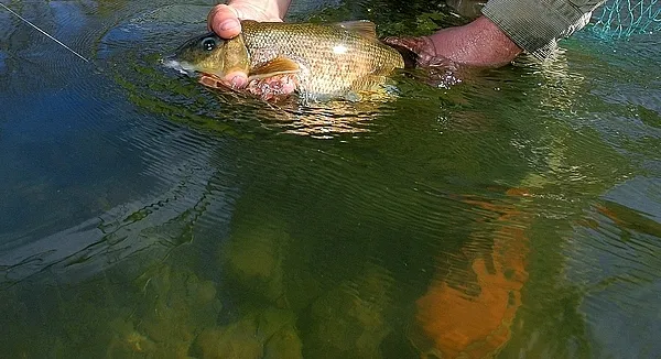 User submitted picture: Sucker - Unknown varietey