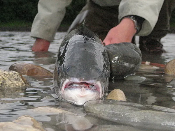 User submitted picture: Look at it from the Salmo...