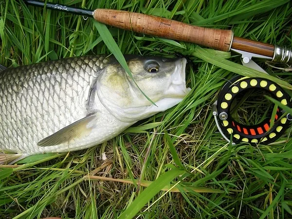 User submitted picture: chub taken whith a black ...